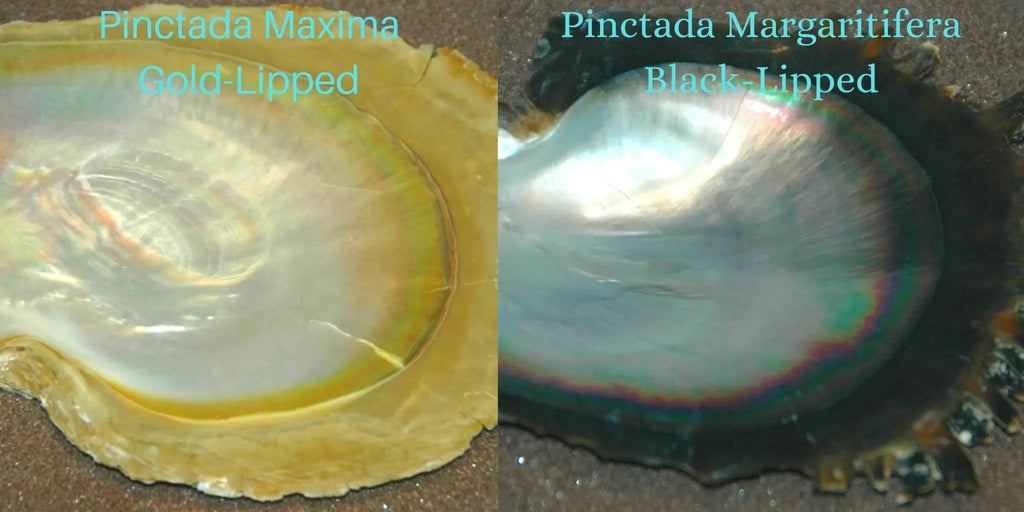 🧐 How do Oyster makes colored pearls? | The South Sea Pearl