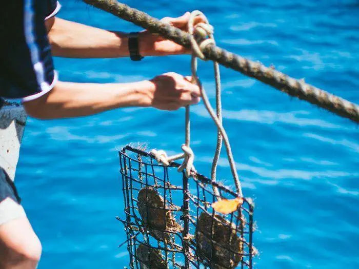 The Pearl Journey | The South Sea Pearl