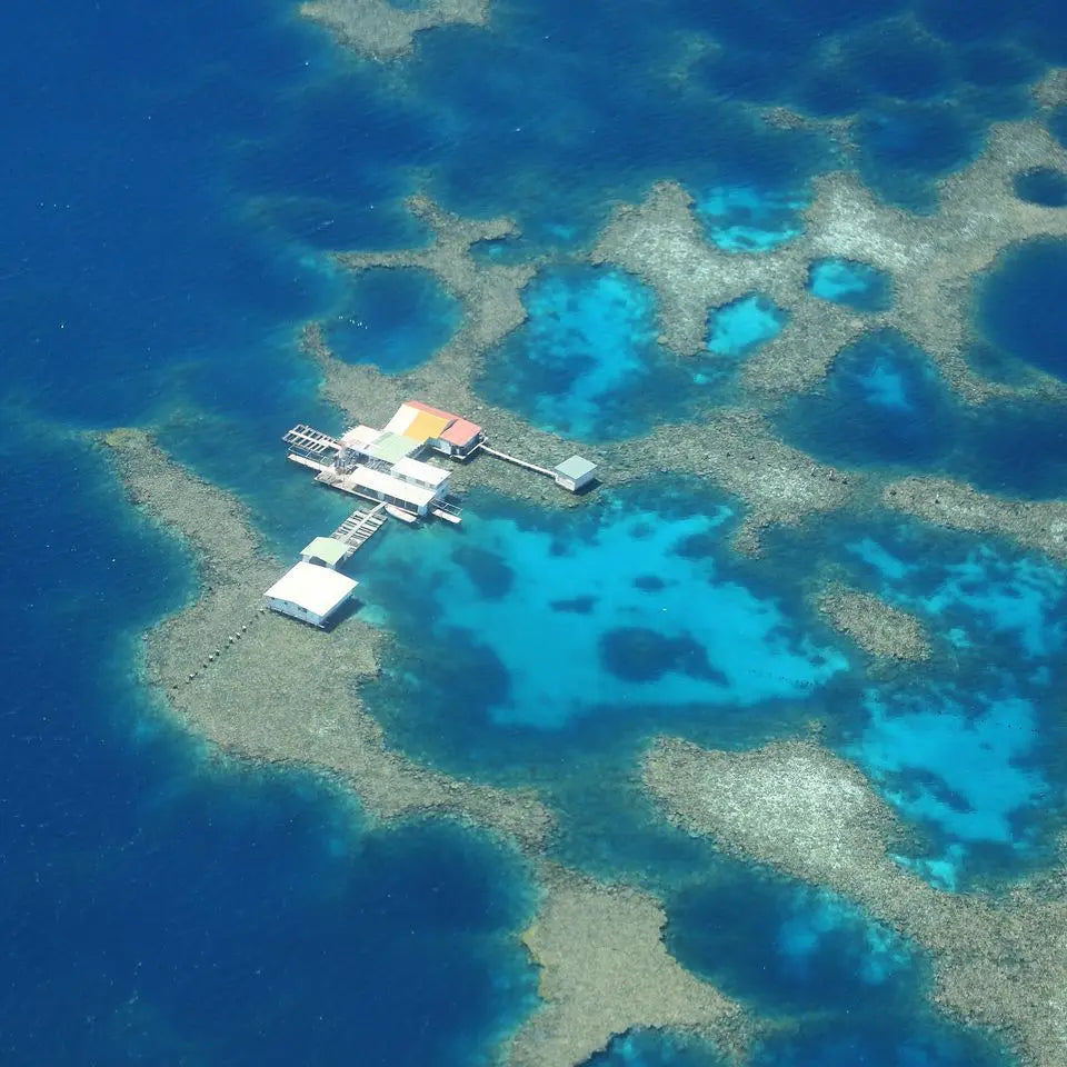 Why South Sea Pearls are Expensive? | The South Sea Pearl