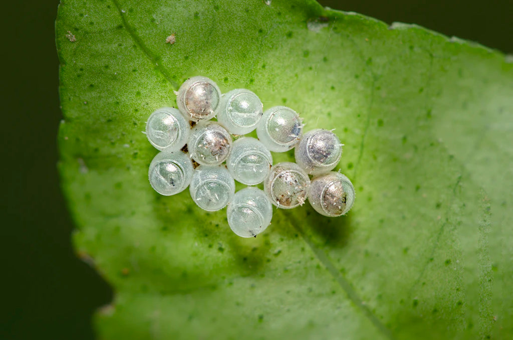 Crafting Elegance Custom Jewelry with Tahitian Pearls