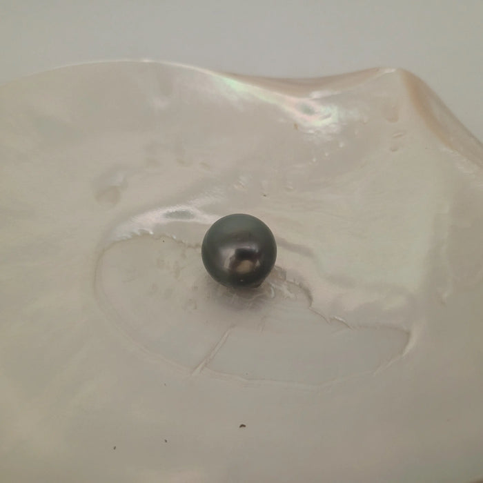 A Tahiti Pearl 16 mm of dark color and high Luster | The South Sea Pearl |  The South Sea Pearl