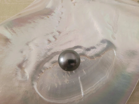 Tahiti Pearl of large size 17 mm dark color semi-round shape | The South Sea Pearl |  The South Sea Pearl