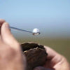 White South Sea Pearl  12.7 mm Grade 1 |  The South Sea Pearl |  The South Sea Pearl